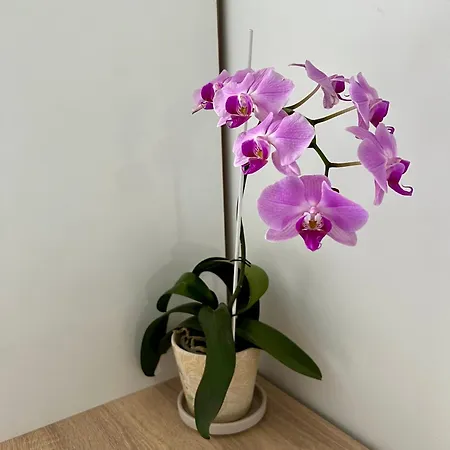 Проживание в семье Rooms Medugorje *